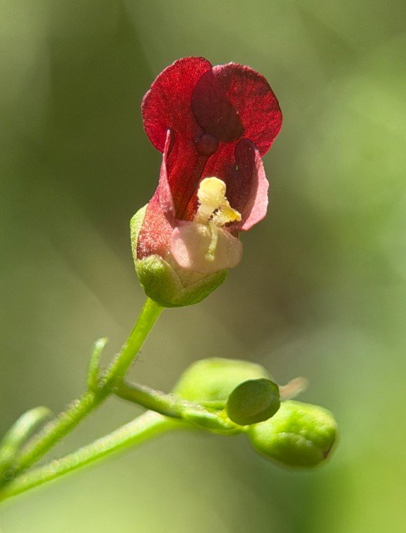 Bee Plant 2.jpg