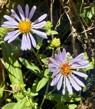 Pacific Aster 3.jpg