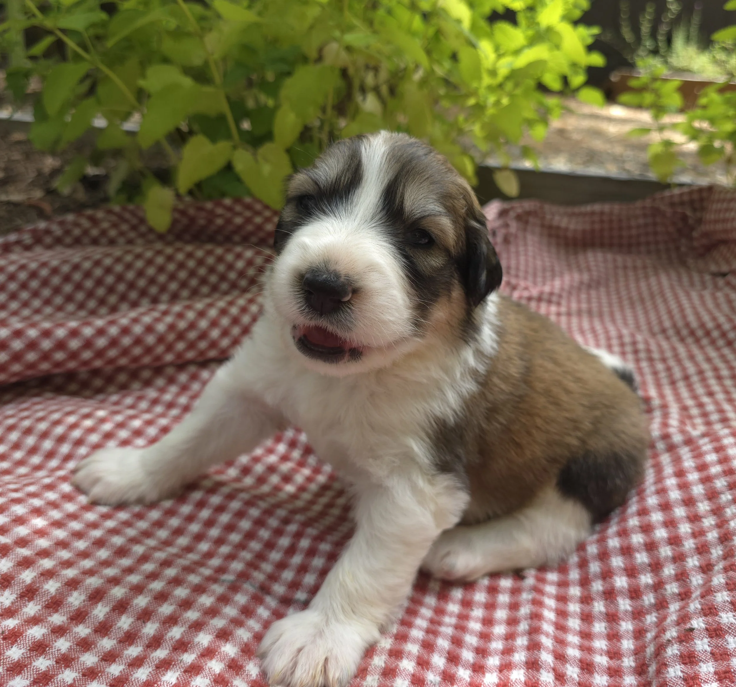 Brown Girl 3 weeks old.jpg