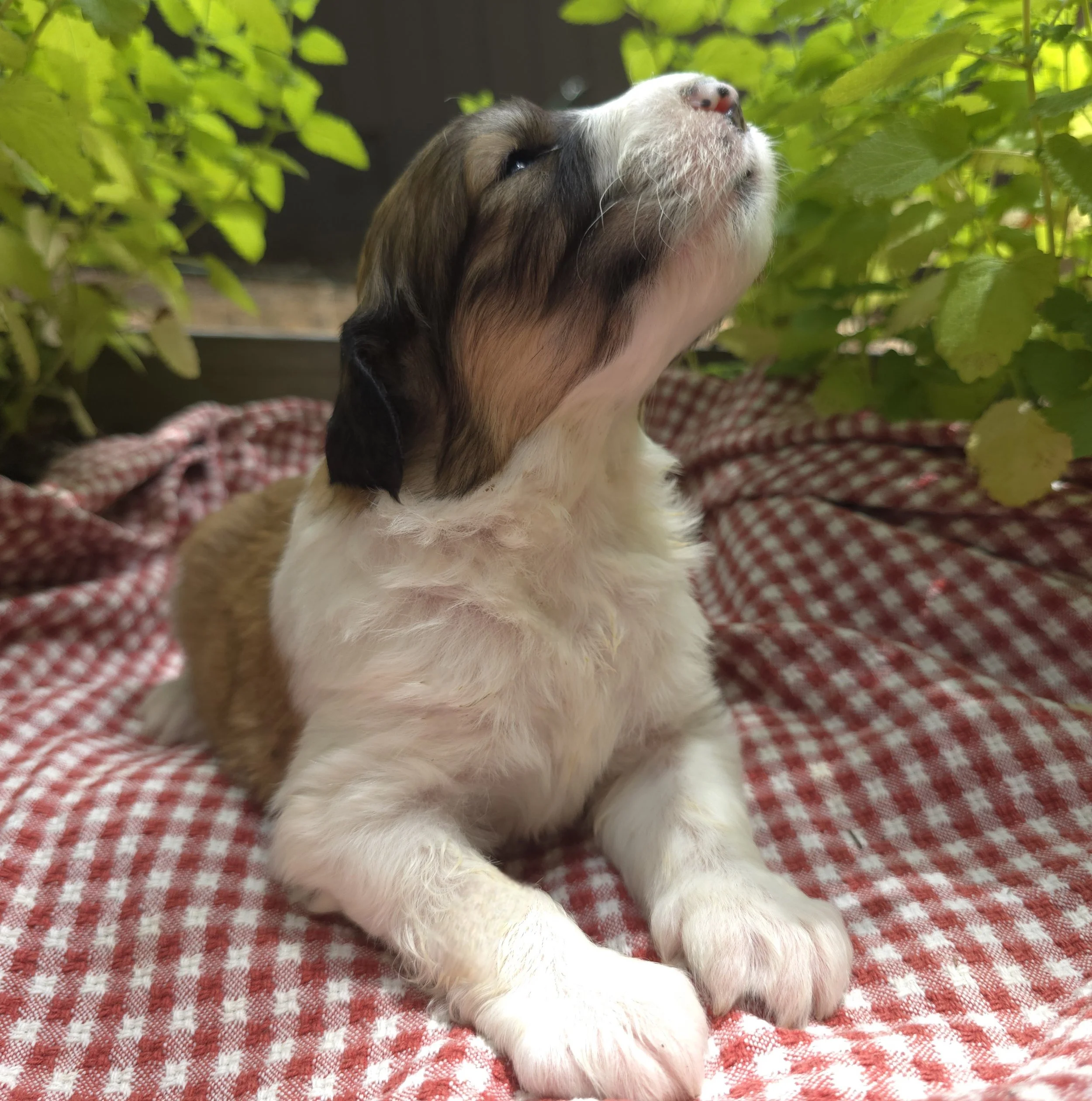Boy 3 weeks old Looking Up.jpg