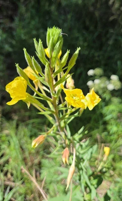 Hairy Evening Primrose ~ Oenothera villosa