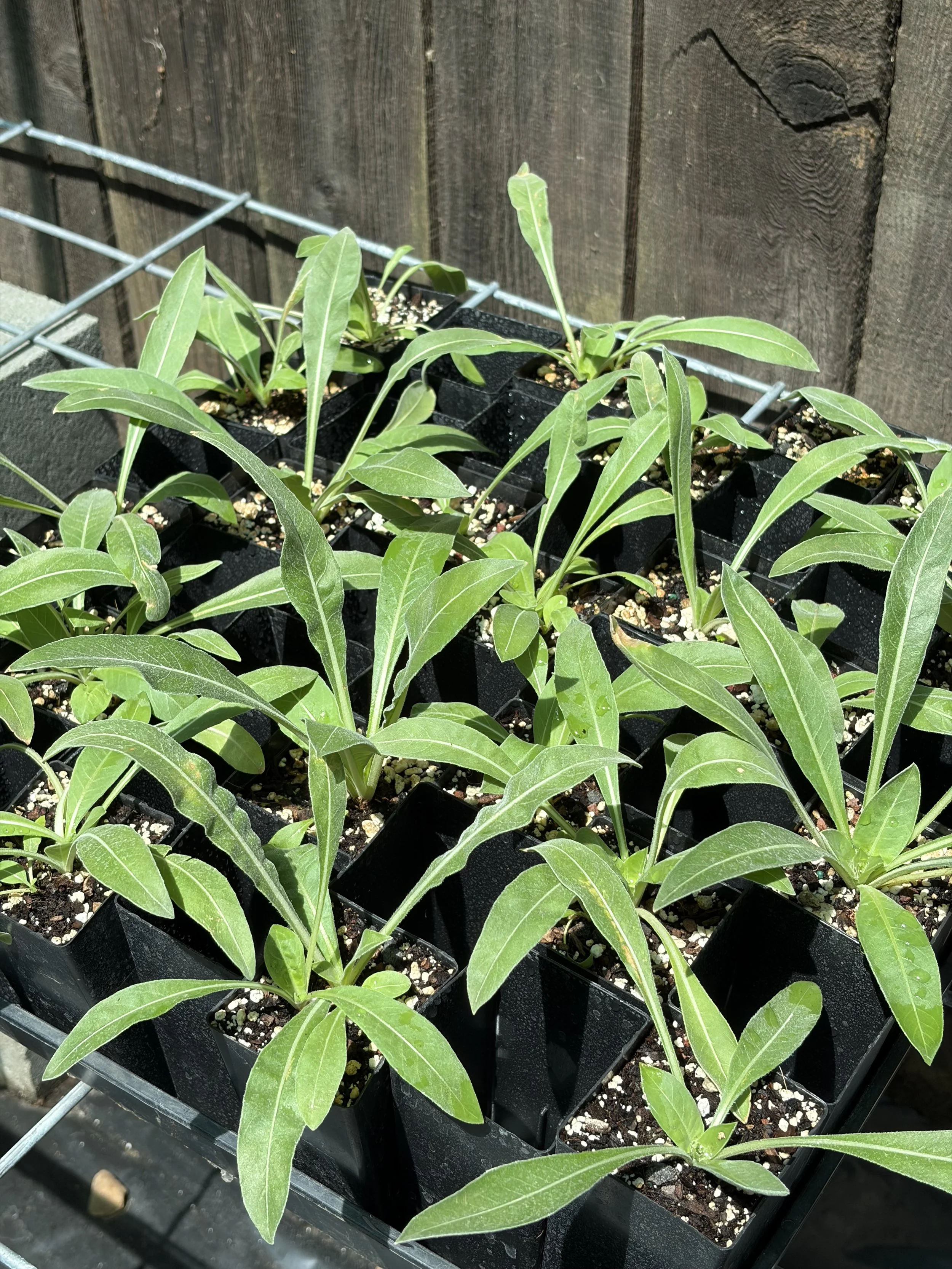 Evening Primrose 2.jpeg