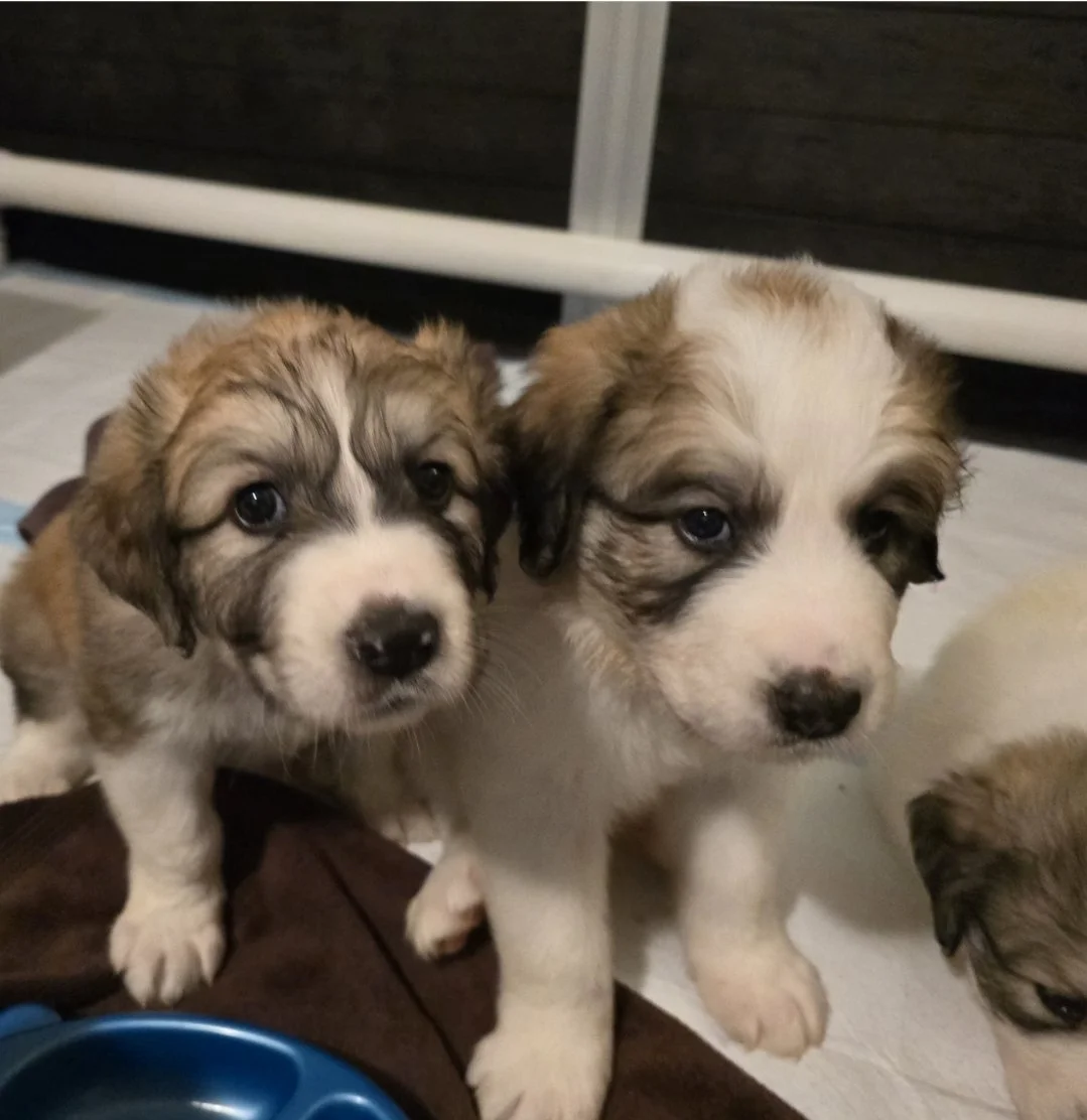 5 weeks blue.jpg