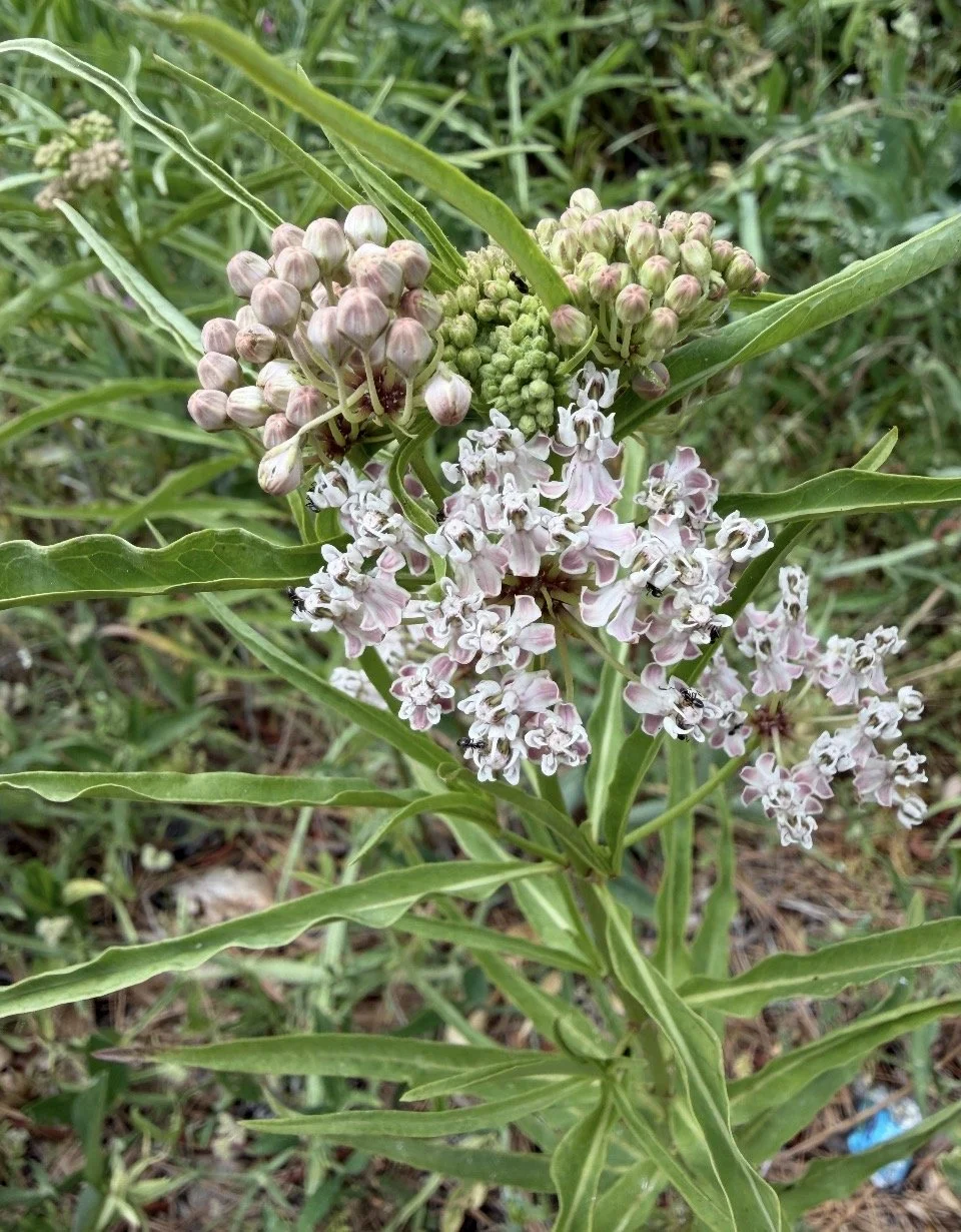 Narrowleaf Milkweed ~ Asclepias fascicularis