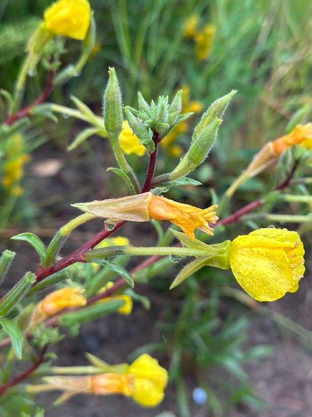 Hairy Evening Primrose 2.jpg