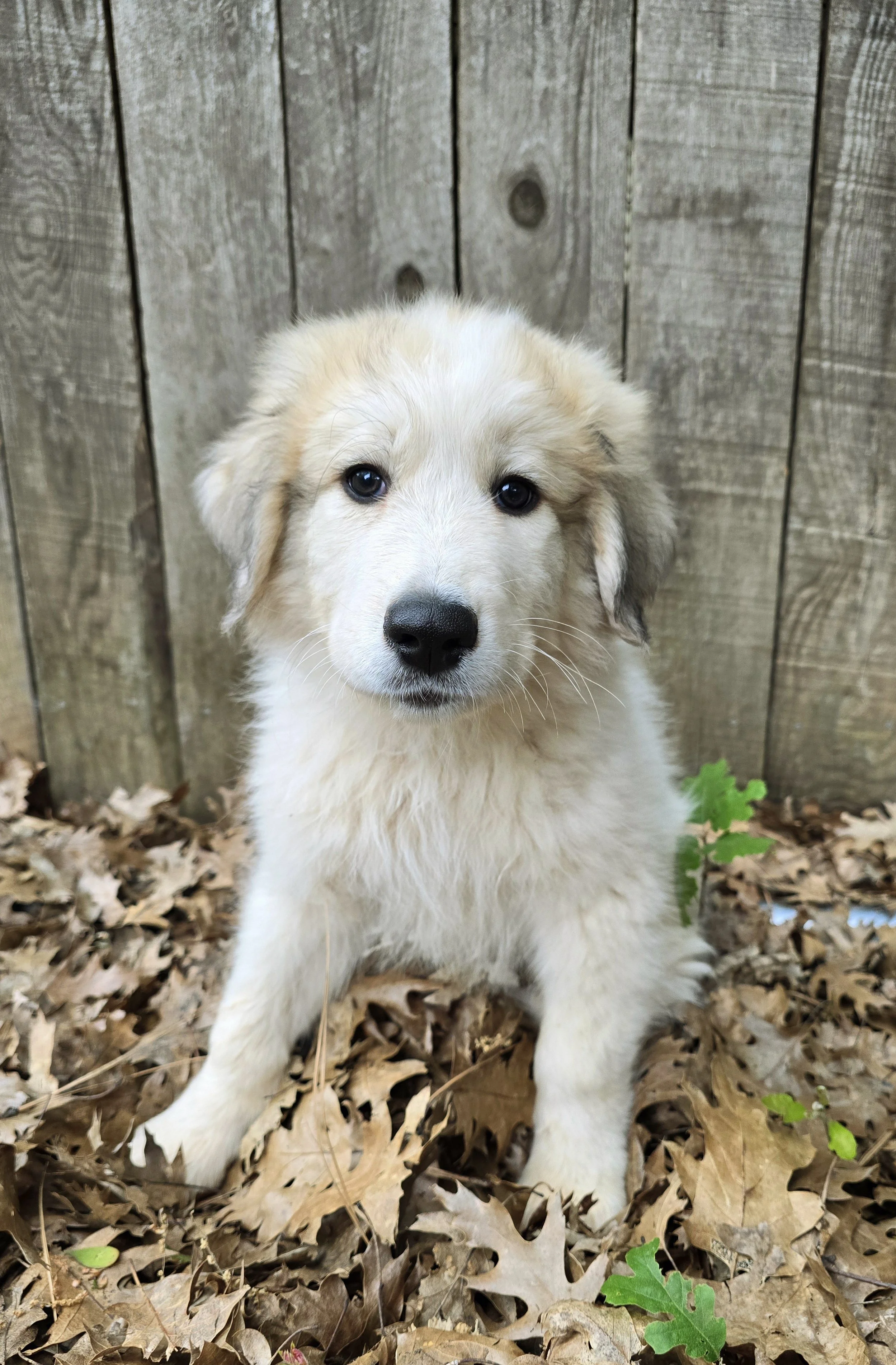 11 weeks 2.jpg