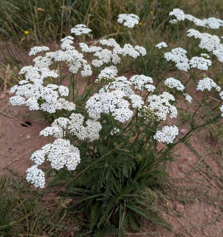 Common Yarrow ~ Achillea millefolium