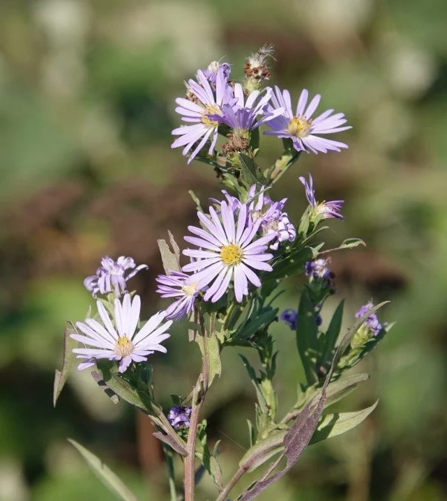 Pacific Aster 1.jpg