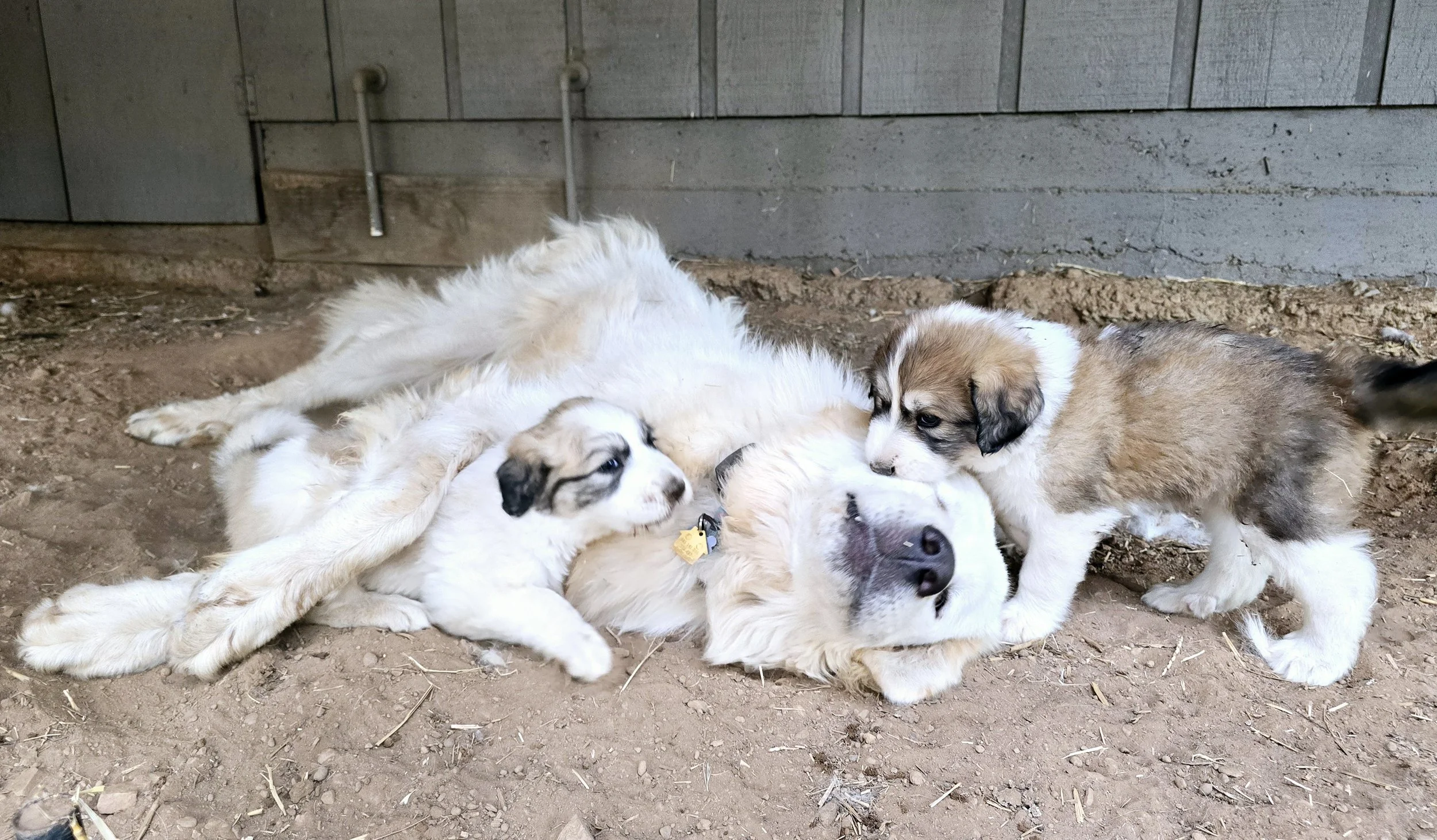 White Female & Brown Female with Dad (Zion).jpg