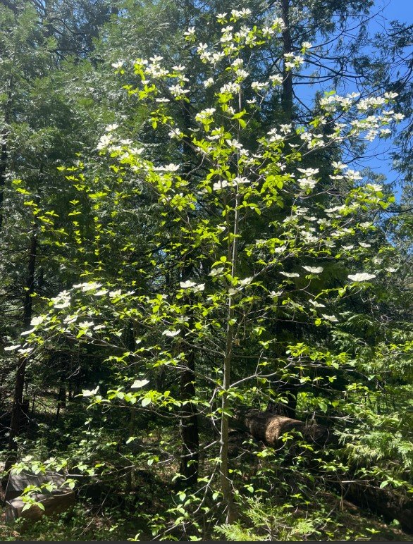 Pacific Dogwood 3.jpg