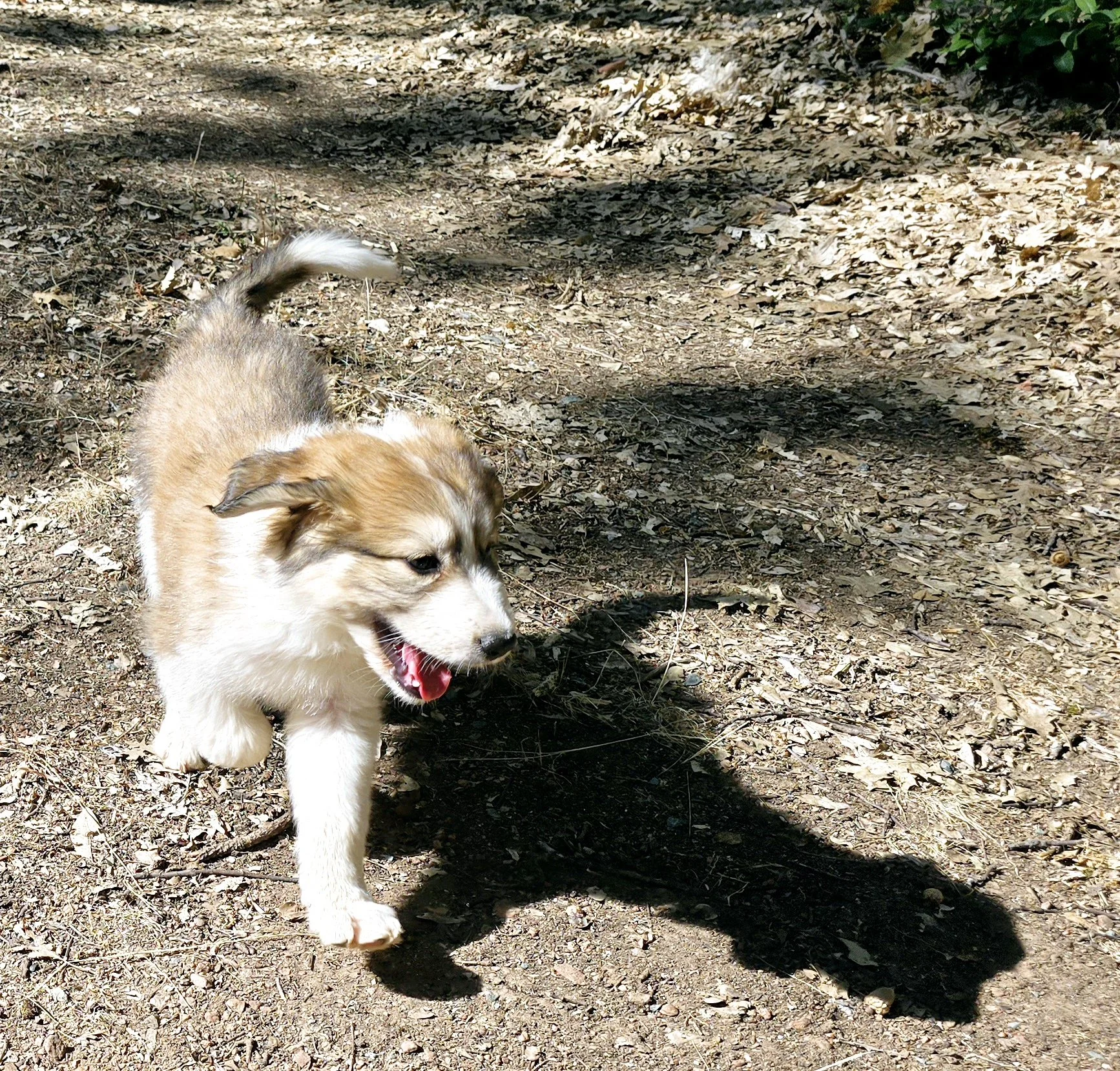 Brown Female (2).jpg