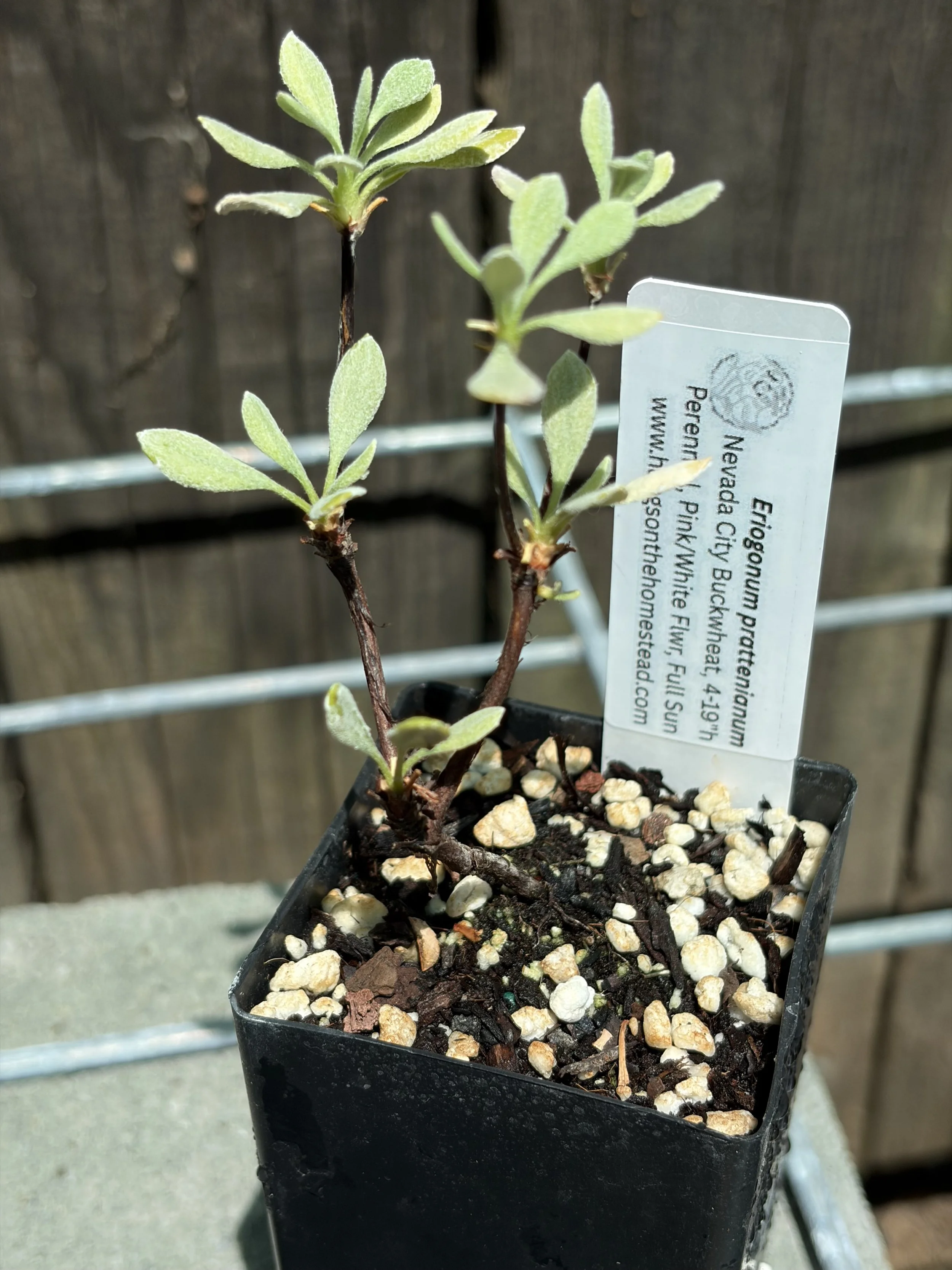 Nevada City Buckwheat Eriogonum prattenianum California native starter plant
