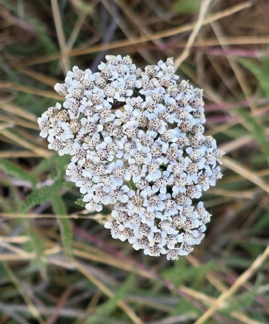 Common Yarrow 2.jpg