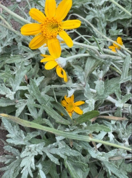 Woolly Sunflower 3.jpg