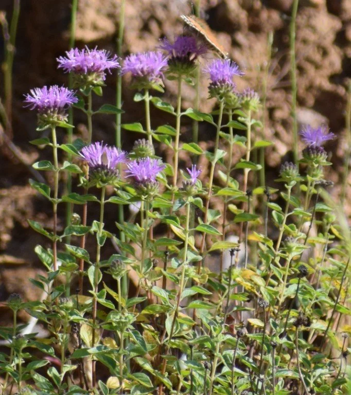 Coyote Mint ~ Monardella villosa
