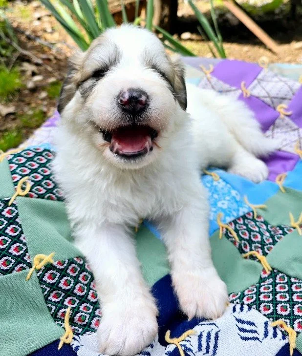 three weeks old 2.jpg