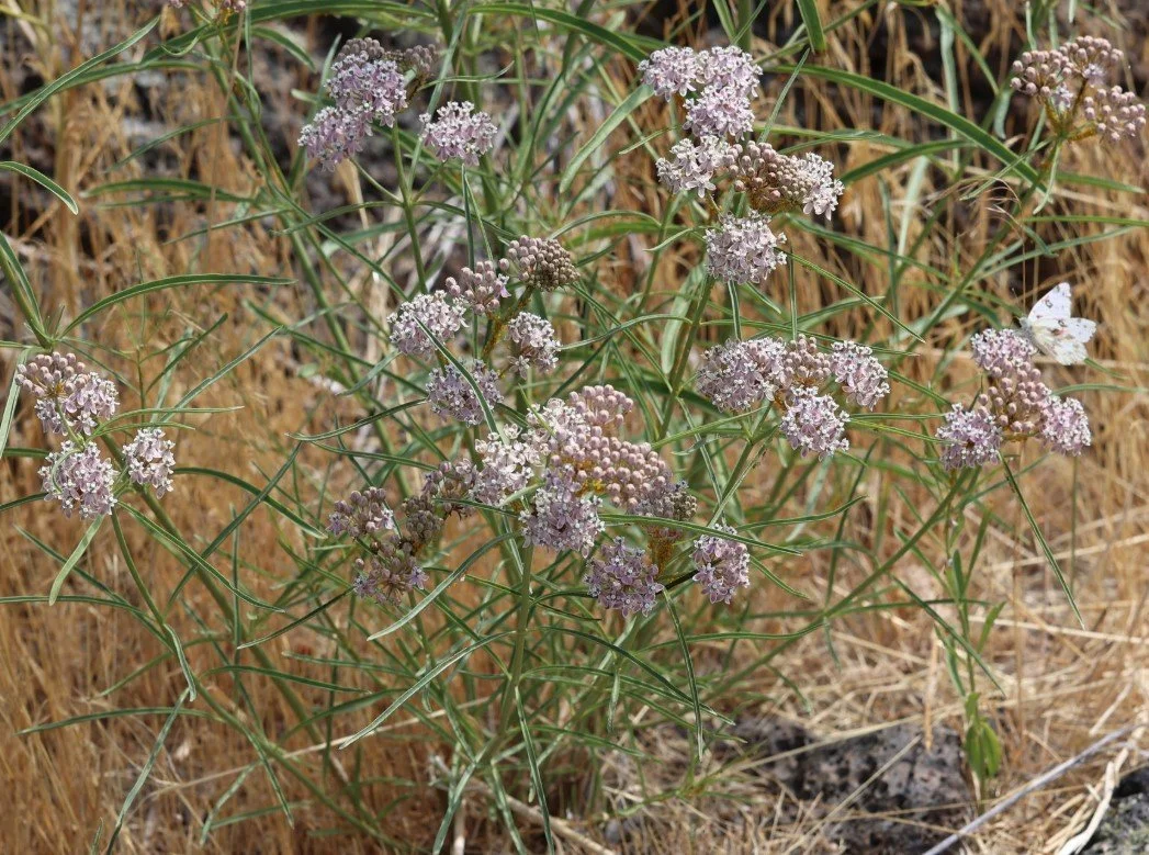 Narrowleaf Milkweed 2.jpg