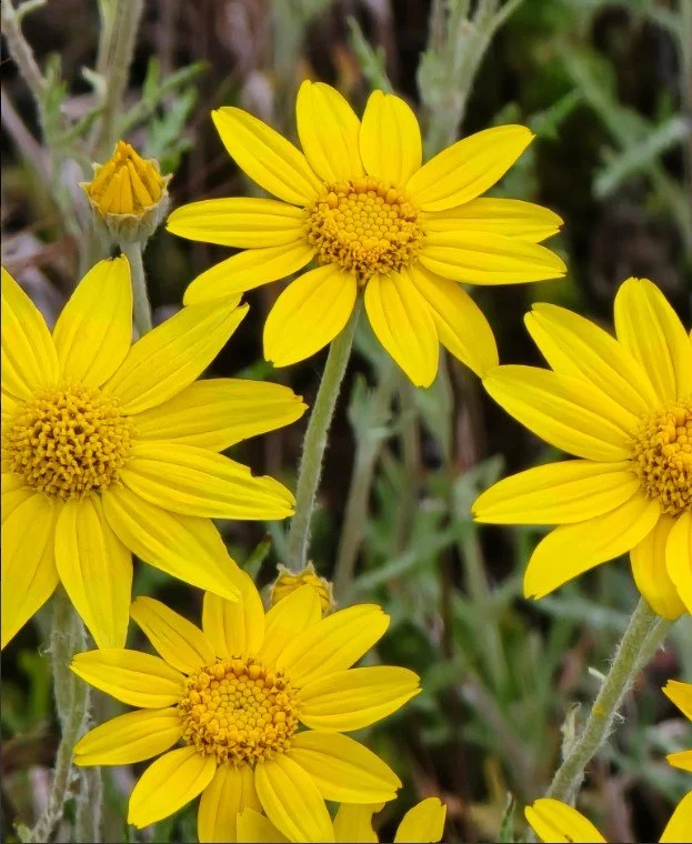 WoollySunflower 2.jpg