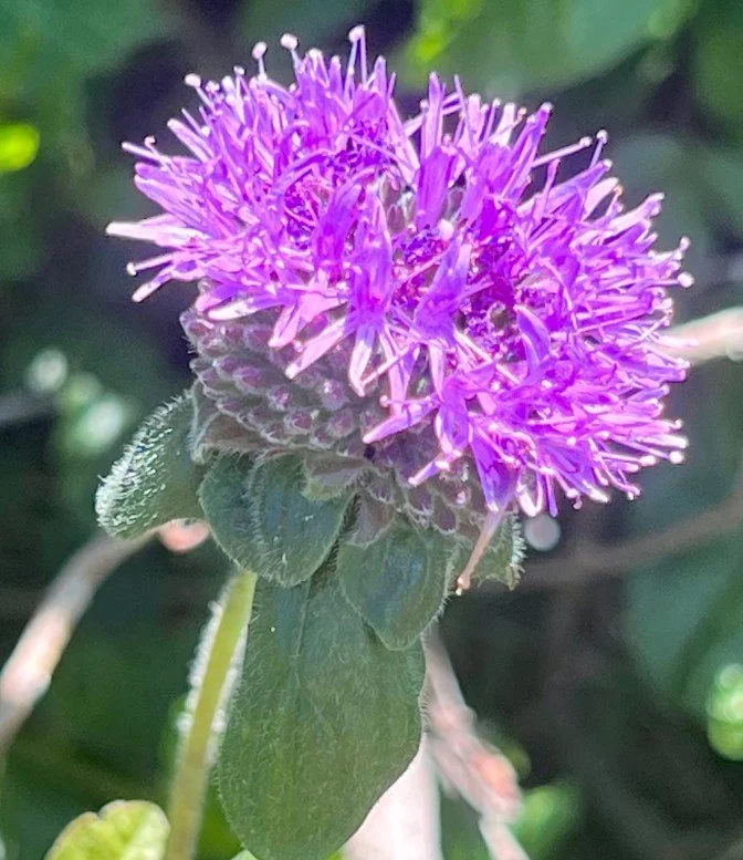 Coyote Mint 1.jpg