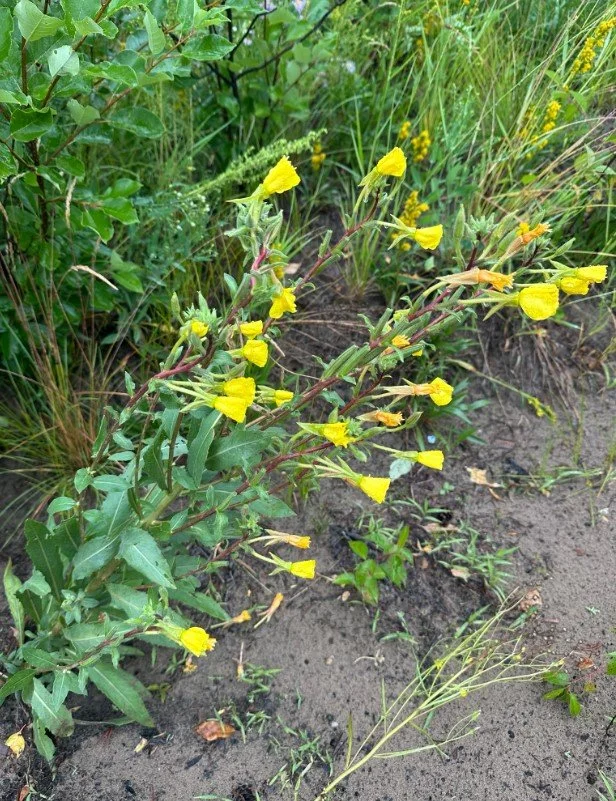 Hairy Evening Primrose 3.jpg