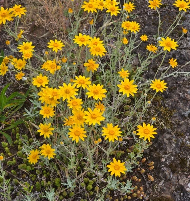 Common Woolly Sunflower ~ Eriophyllum lanatum