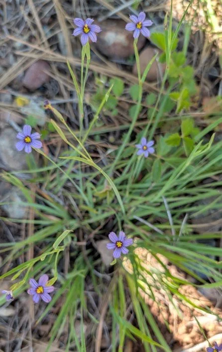 Blue-eyed grass 2.jpg