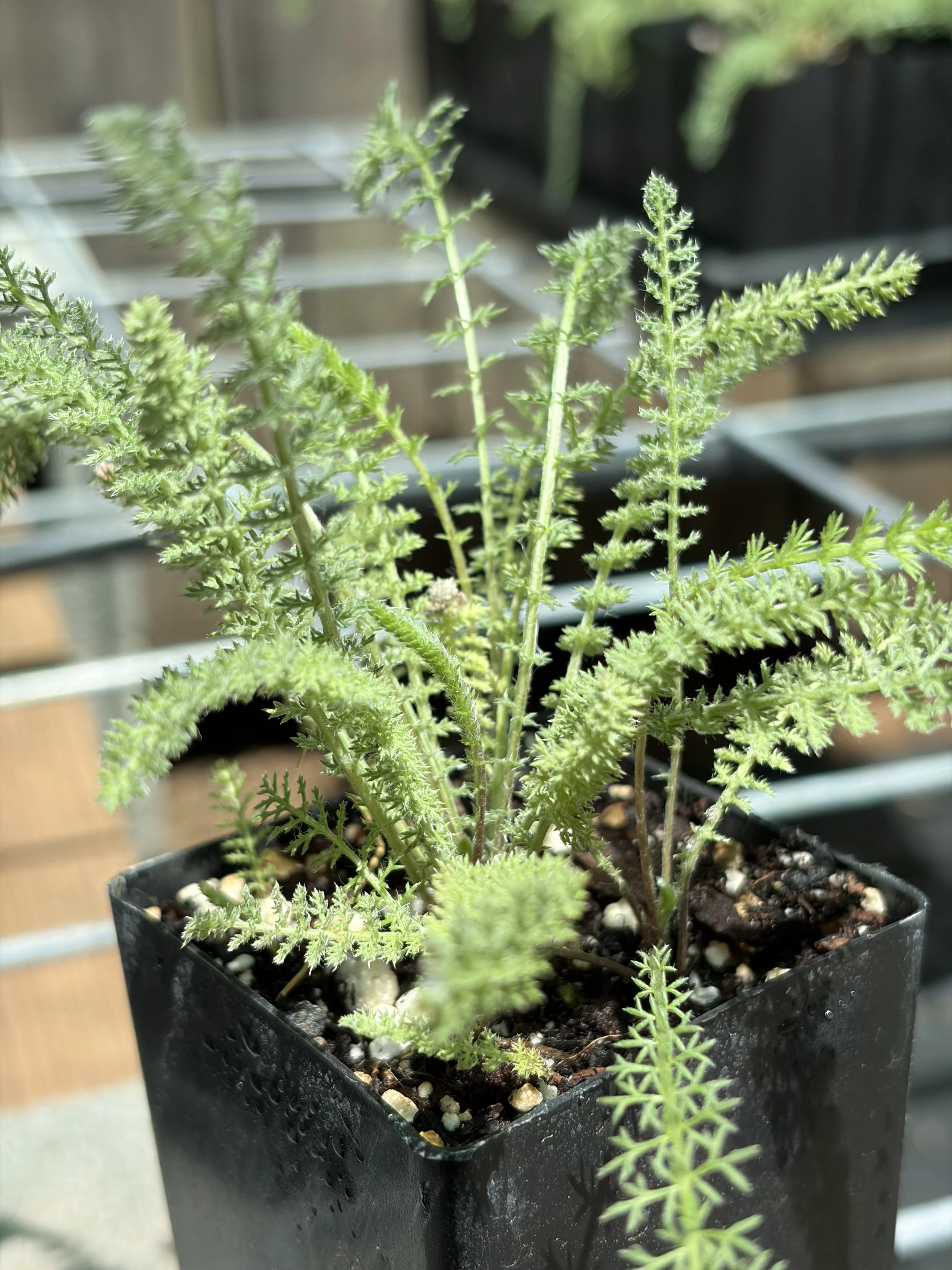 Yarrow single.jpeg