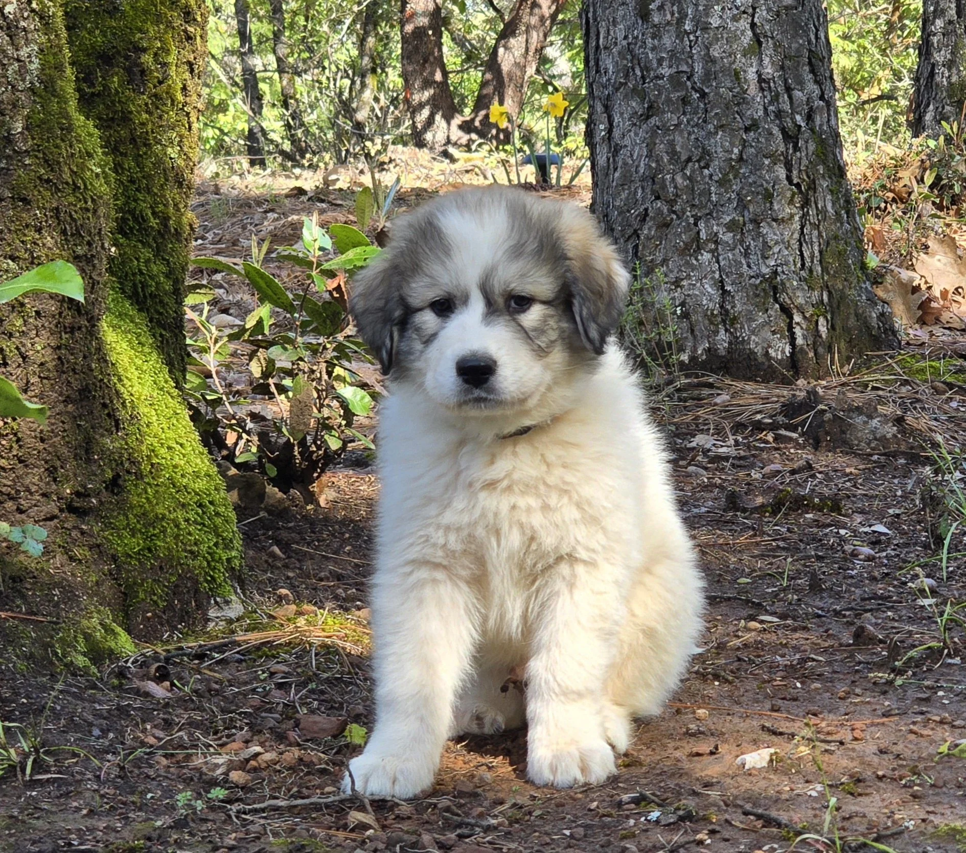 purple boy 8 weeks.jpg