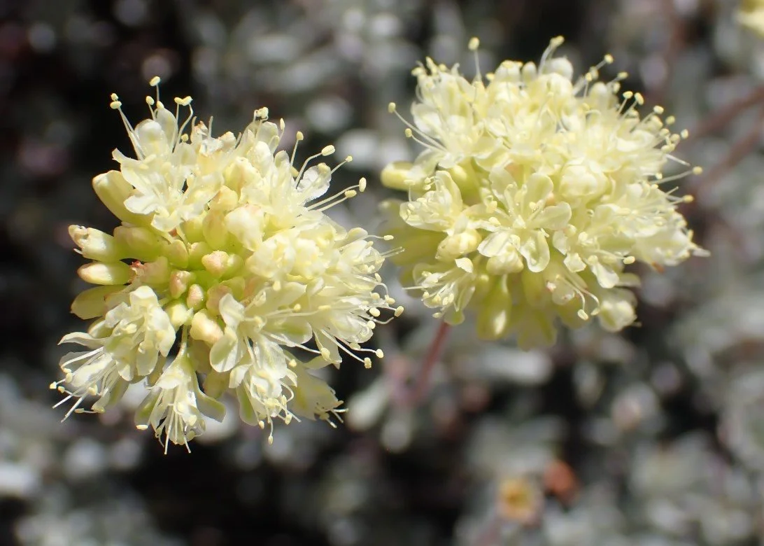Nevada City Buckwheat ~ Eriogonum prattenianum