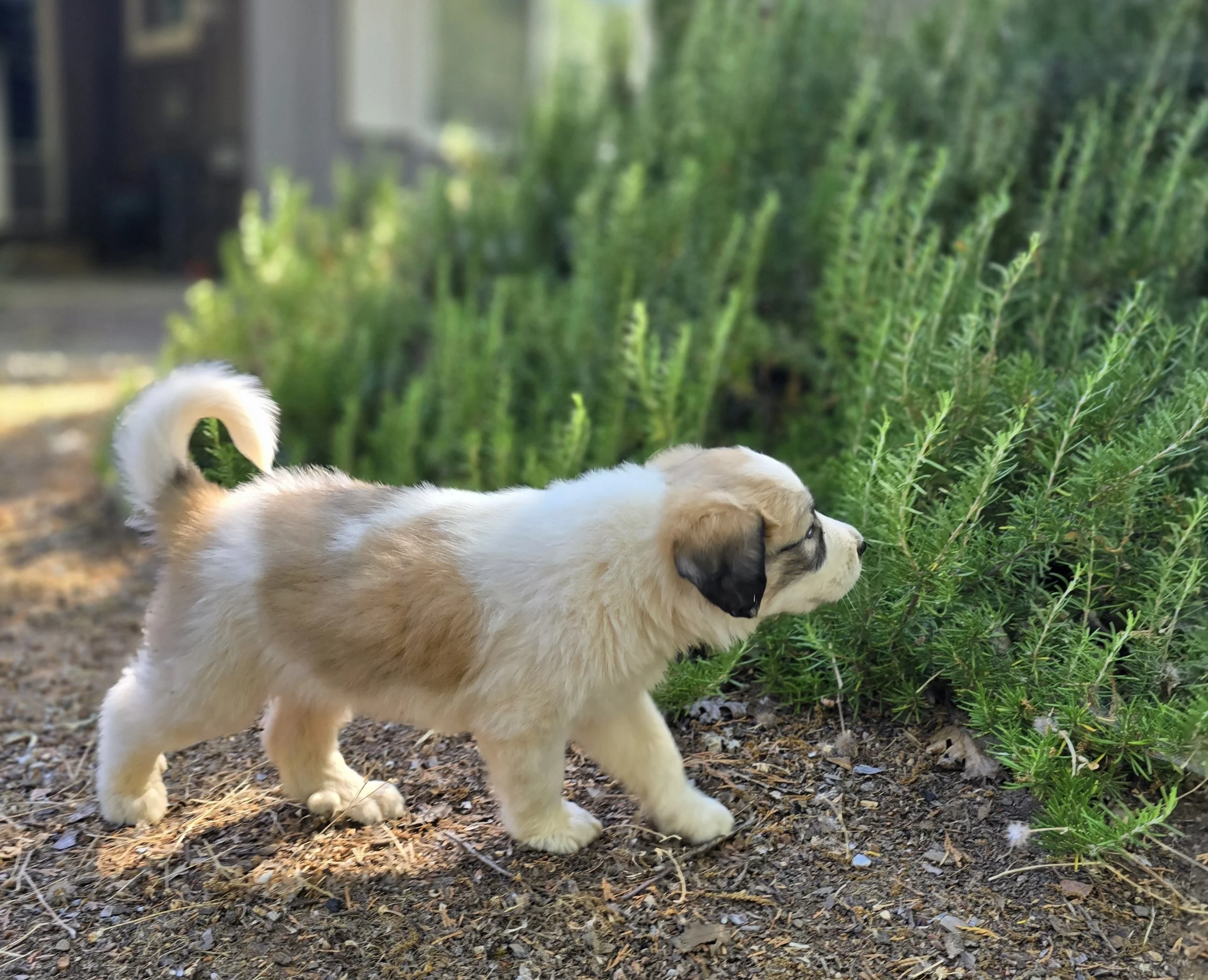 livestock guardian puppies for sale in california, LGD pyrenees anatolian akbash