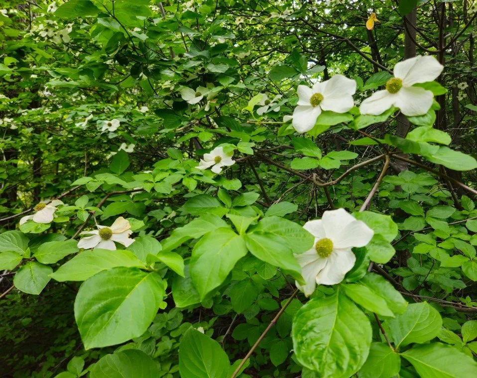 Pacific Dogwood ~ Cornus nuttallii