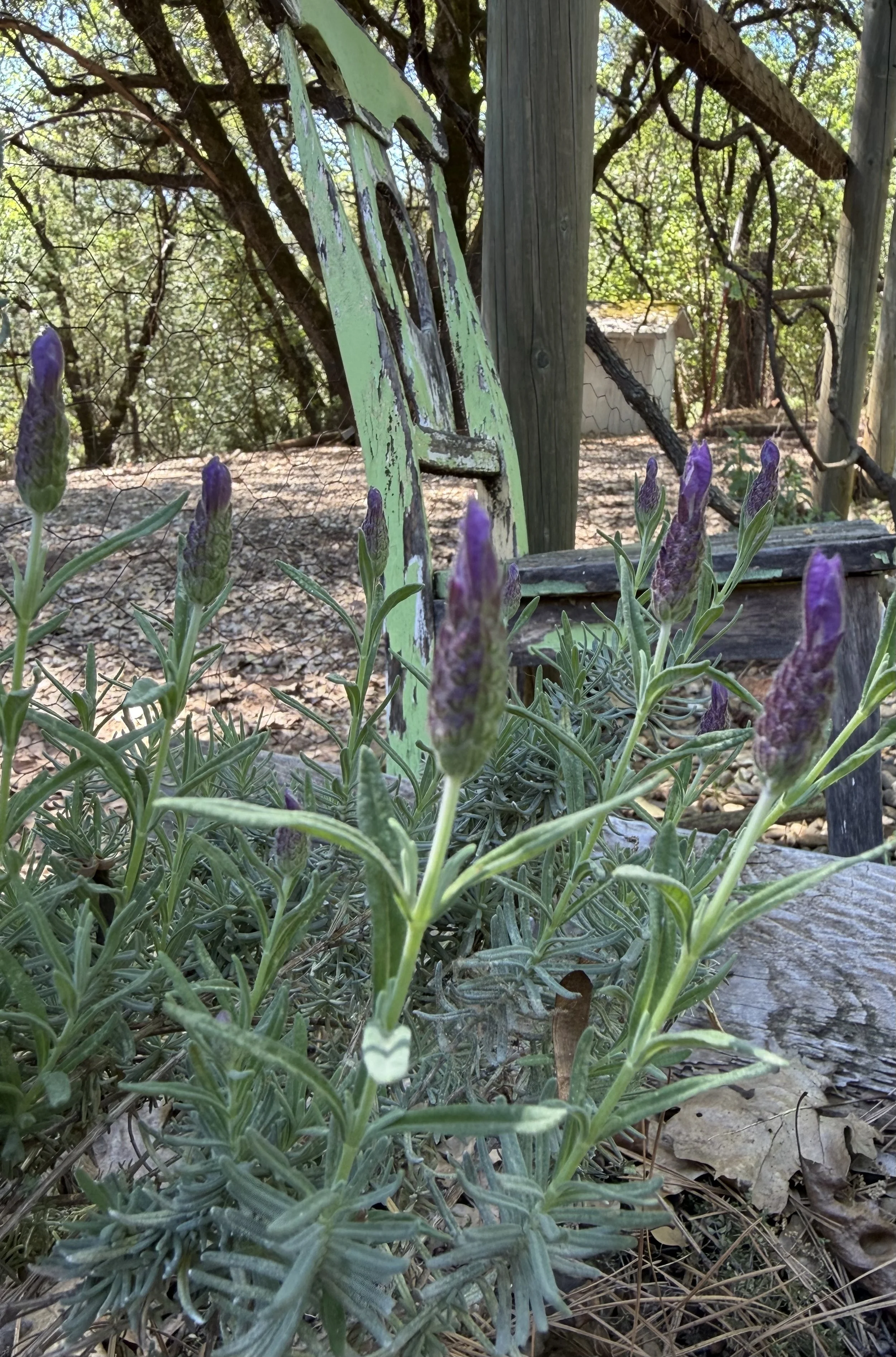 Fresh lavender blooms in garden