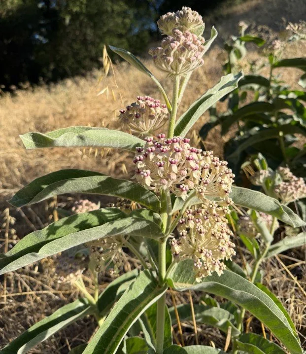 Woollypod Milkweed asclepias eriocarpa California Native Flower Entire Plant