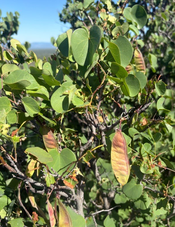 Western Redbud 3.jpg