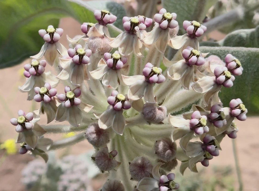 Woollypod Milkweed ~ Asclepias eriocarpa