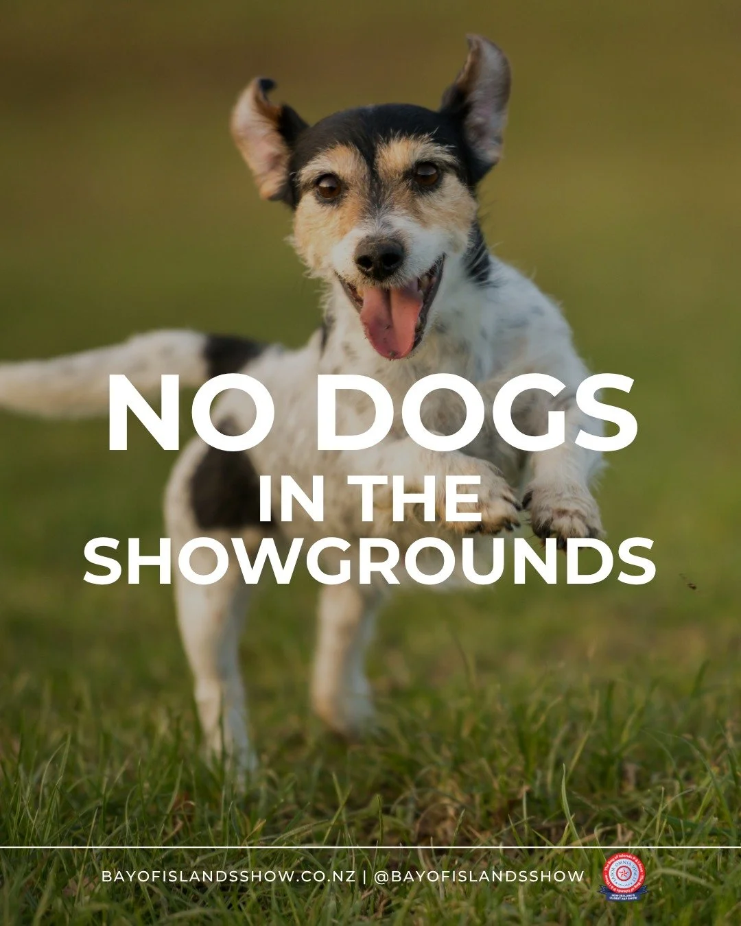 ‼️No dogs are allowed in the Showgrounds, including on Show day‼️

We have horses and cattle on site, and are in a Kiwi-zone. The only allowance is that we allow service dogs on site, and those competing in dog trials.

This means you cannot bring th