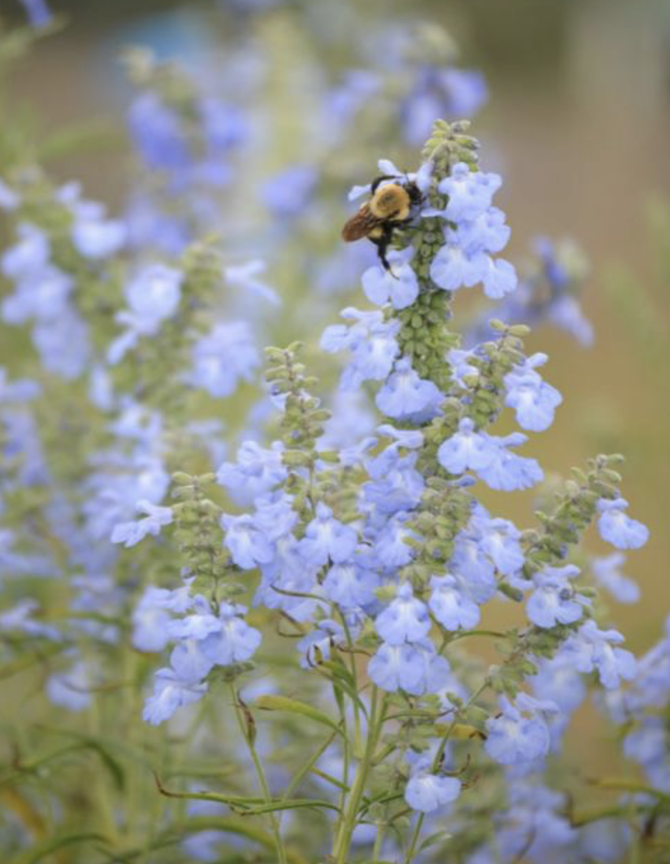 Blue Sage (Salvia azurea) Seedling