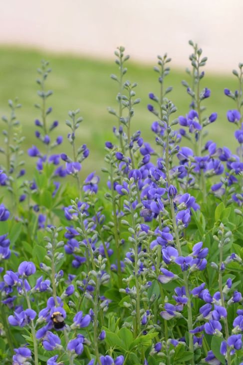 BAPTISIA-AUSTRALIS-BLUE-WILD-INDIGO_487x730.jpg