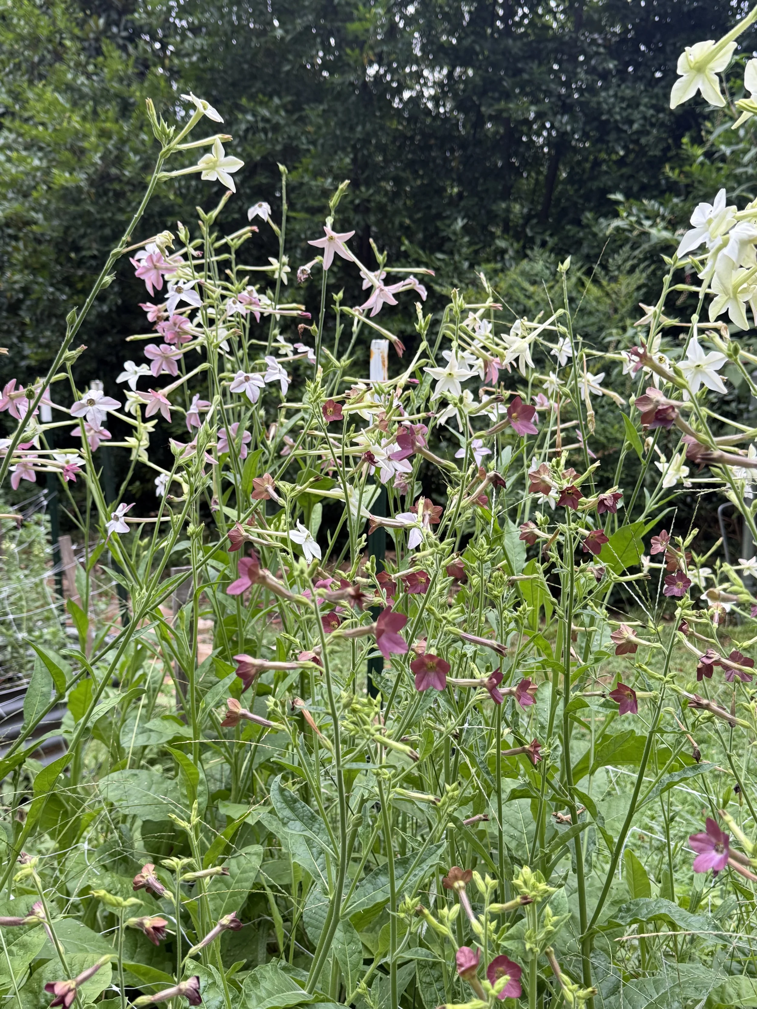 dig into it 006: why i scaled back on summer flowers