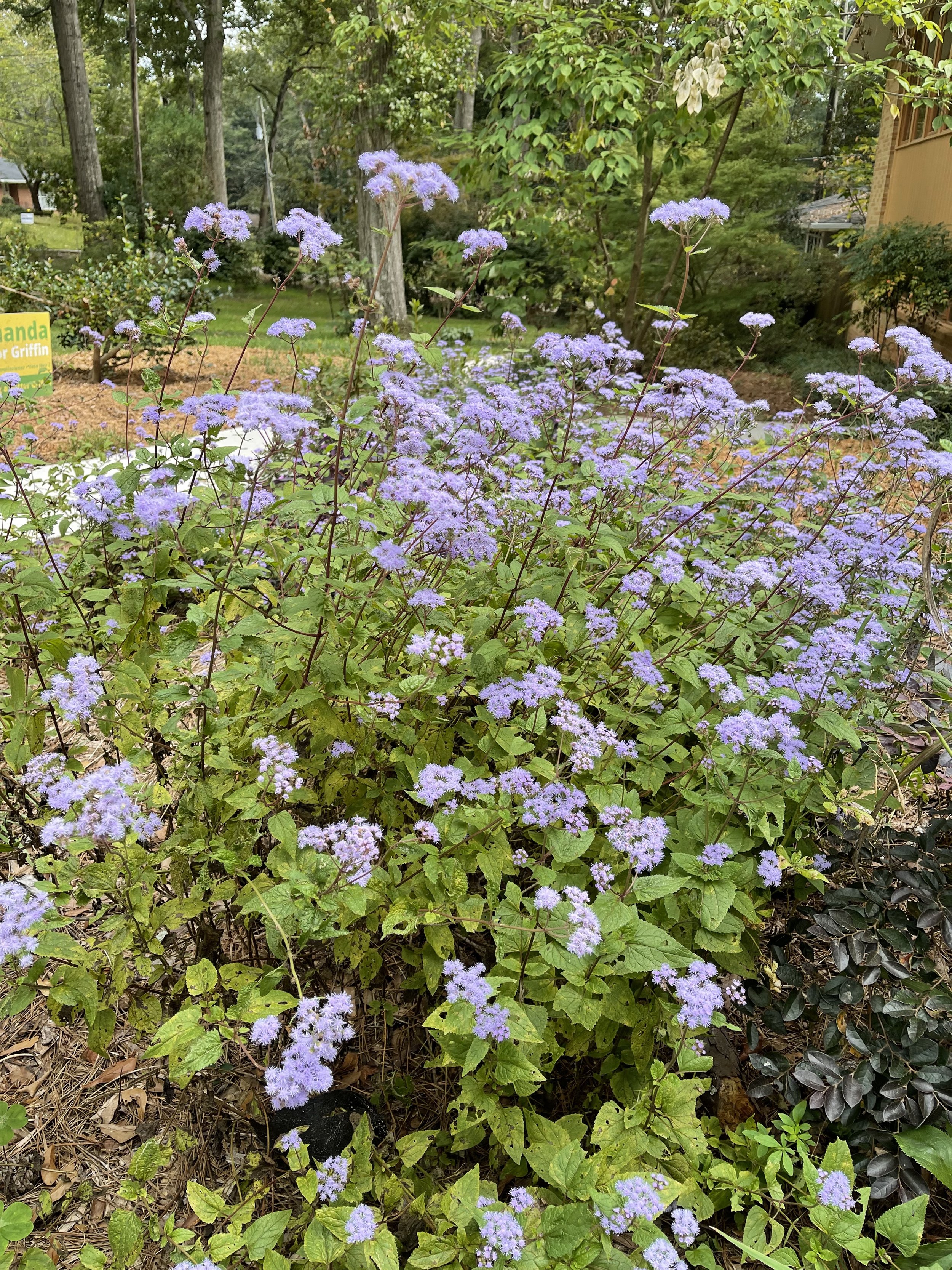 IMG_6940.jpeg