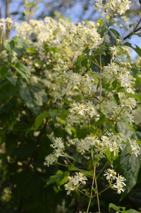 clematis-virginiana-virgins-bower_vine_483x730.jpg