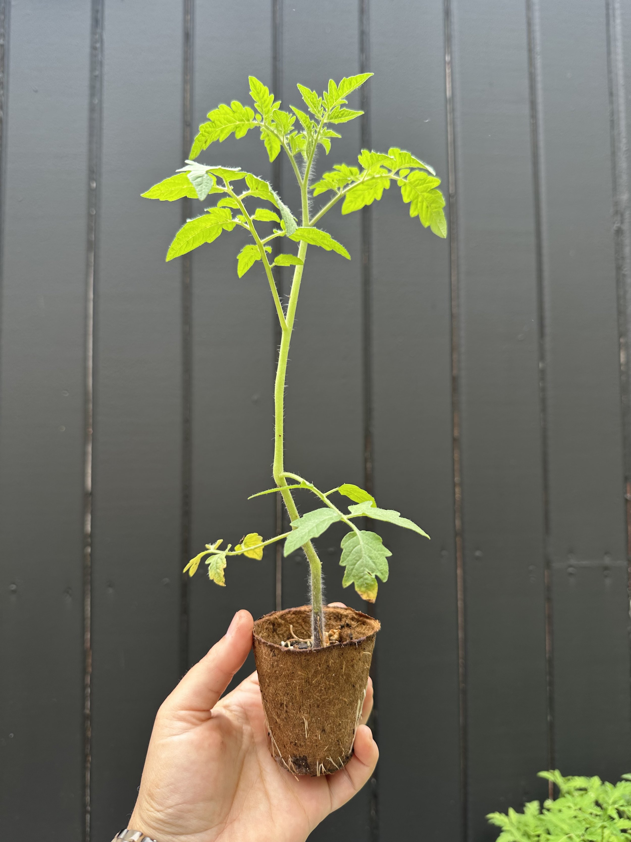 Tomato Plant