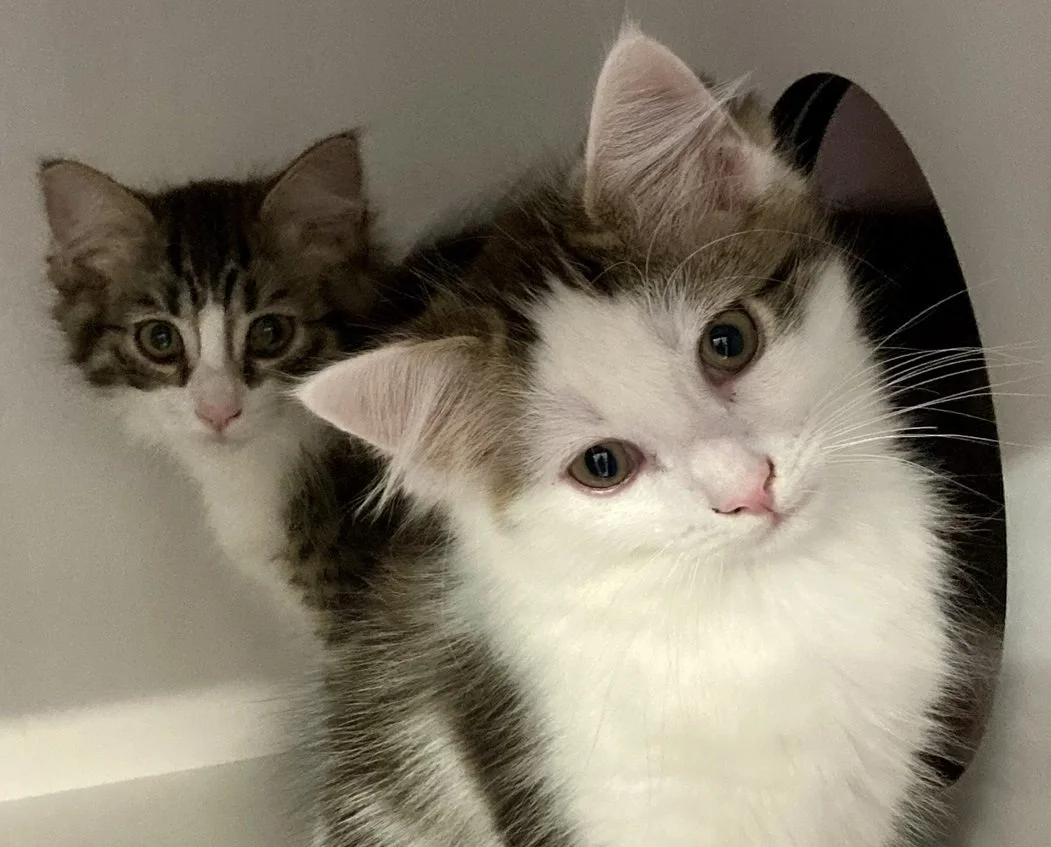 tabby and white kittens look into the camera
