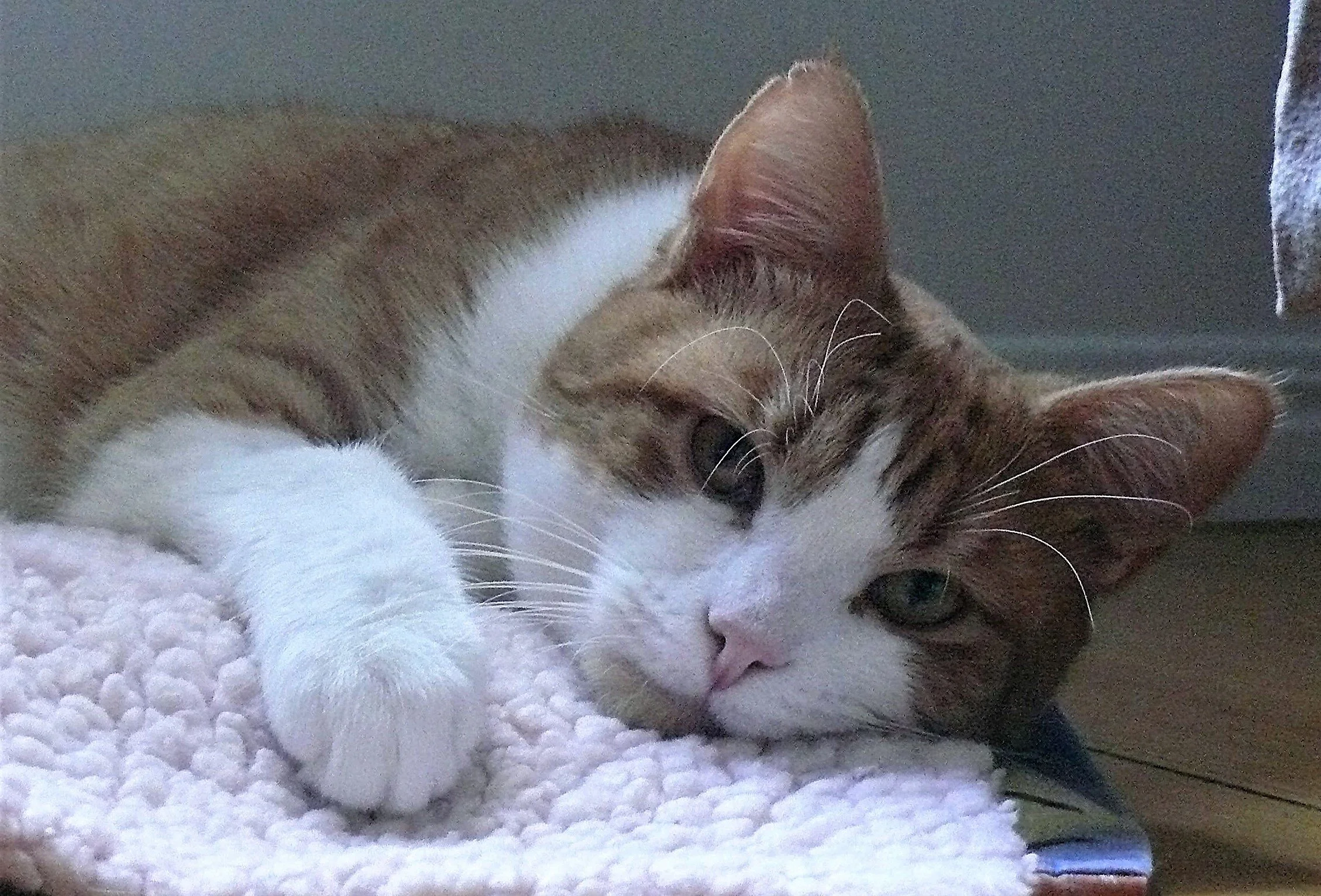 ginger white cat on a bed
