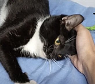 black and white cat leaning into hand