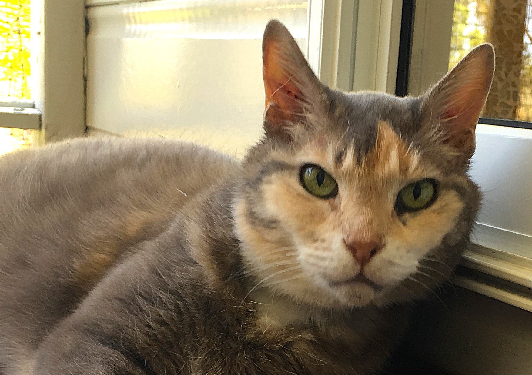 cat lying in the sun