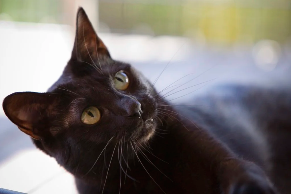 headshot of a black cat