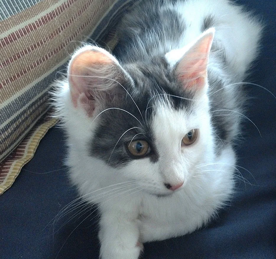grey and white kitten on bed