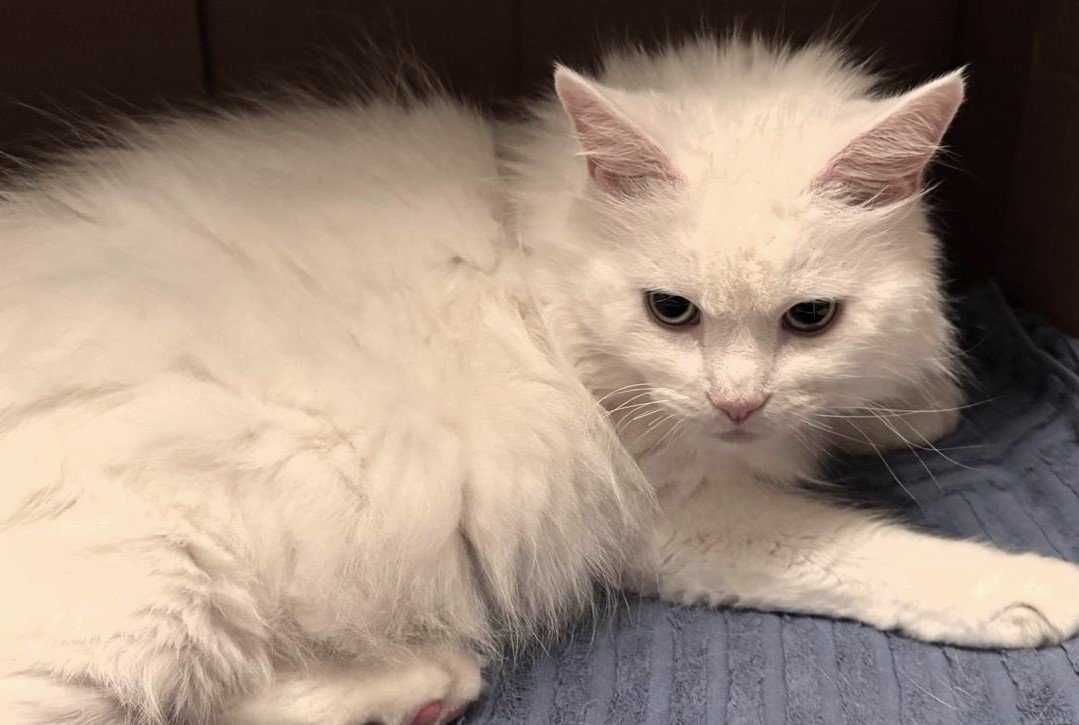 white cat in a box