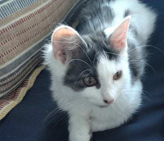 grey and white kitten on the sofa